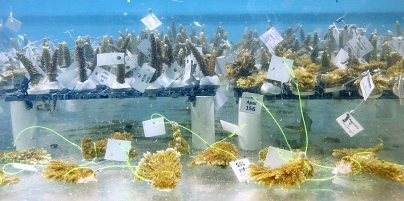 Дожили. Американські вчені змушені евакуювати корали з океану через спеку