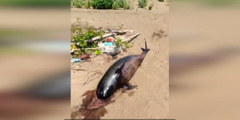 Екоцид повним ходом. Через росіян в Азовському морі гинуть дельфіни — відео