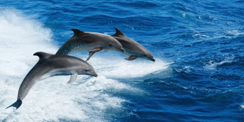Еволюція в дії. Учені розповіли, чи зможуть косатки і дельфіни коли-небудь жити на суші