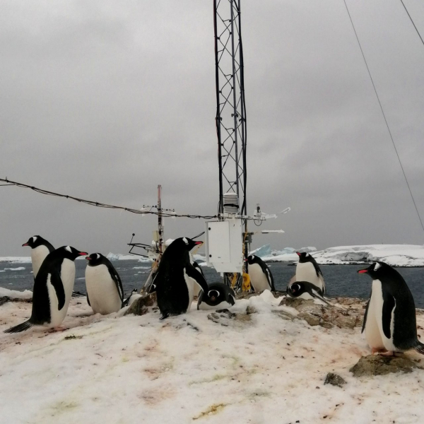 Мила навала. Українські полярники показали фото пінгвінів, які повертаються на станцію Академік Вернадський