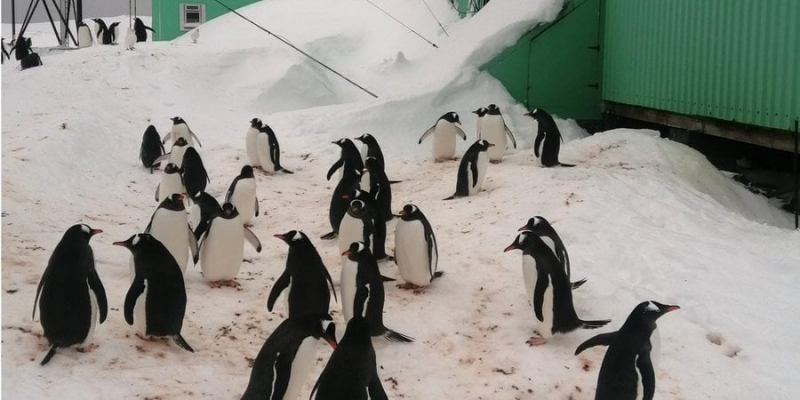 Мила навала. Українські полярники показали фото пінгвінів, які повертаються на станцію Академік Вернадський