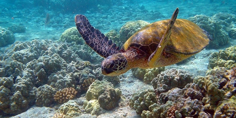Один для сотень. Морські черепахи можуть вимерти через нестачу самців